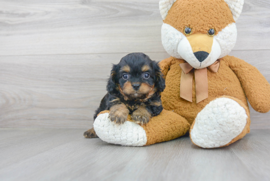 Cavapoo Puppy for Adoption