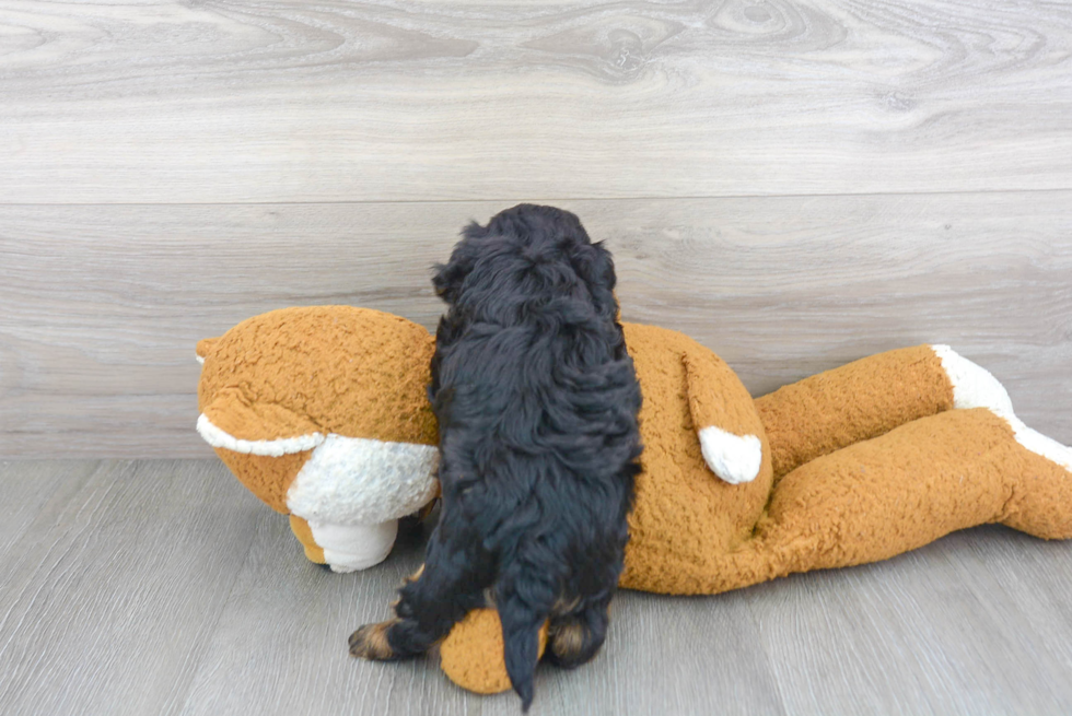 Best Cavapoo Baby