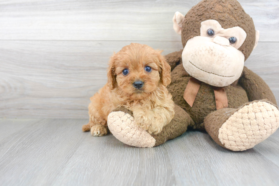 Cavapoo Puppy for Adoption