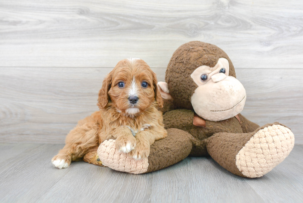 Hypoallergenic Cavoodle Poodle Mix Puppy