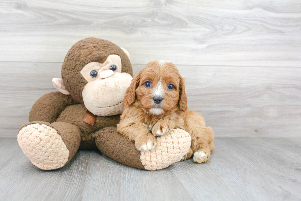 Best Cavapoo Baby