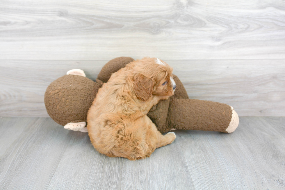 Cavapoo Pup Being Cute