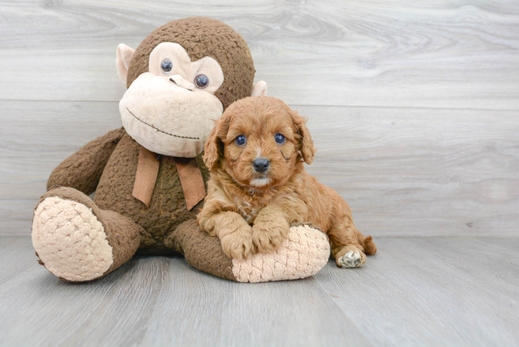 Little Cavoodle Poodle Mix Puppy