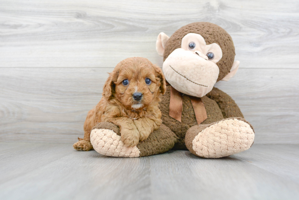 Fluffy Cavapoo Poodle Mix Pup