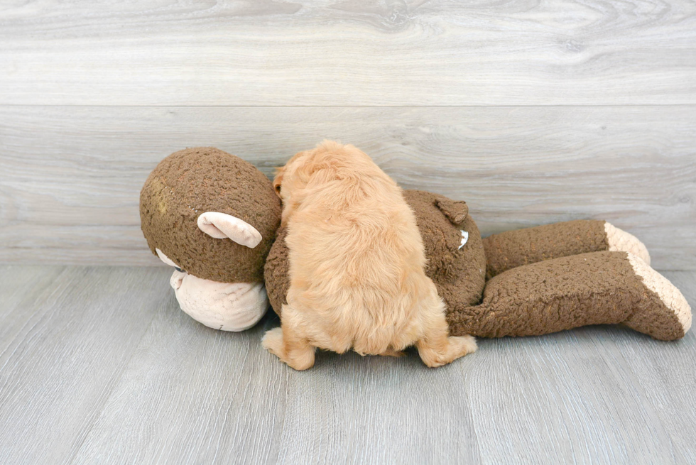 Cavapoo Pup Being Cute