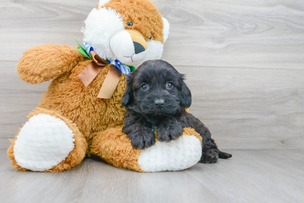 Cavapoo Pup Being Cute