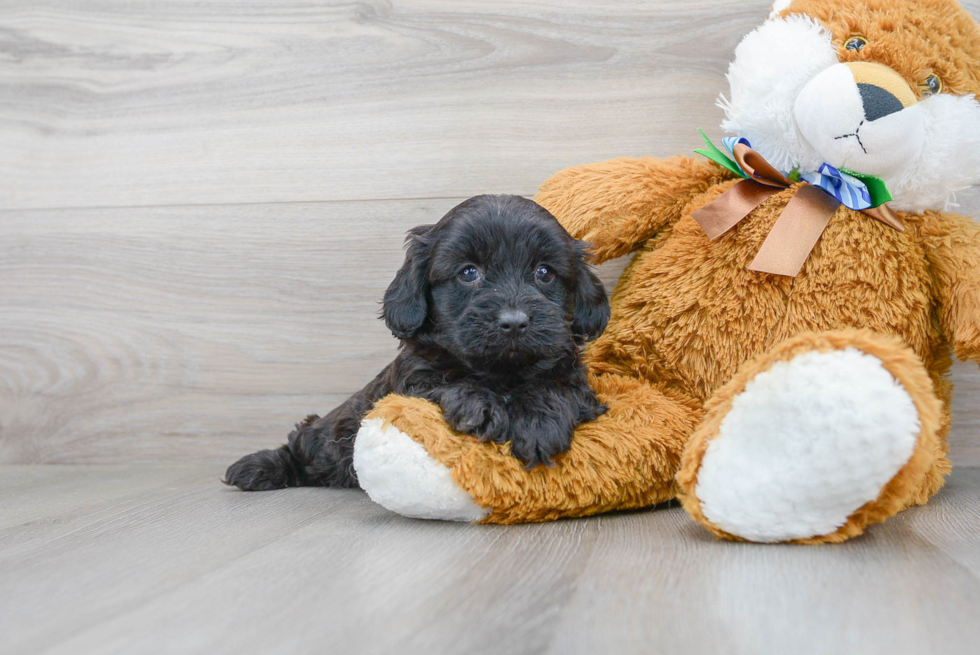 Smart Cavapoo Poodle Mix Pup