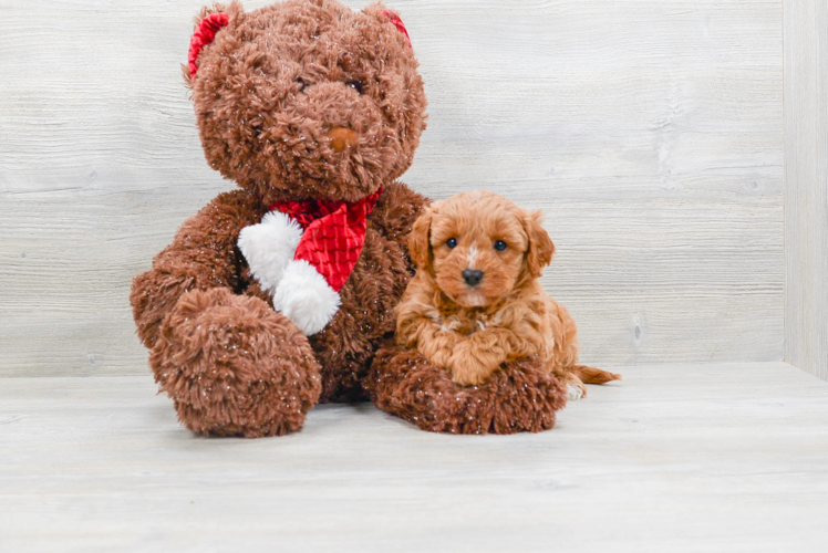 Cavapoo Puppy for Adoption