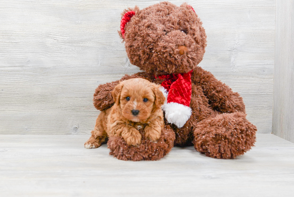 Smart Cavapoo Poodle Mix Pup