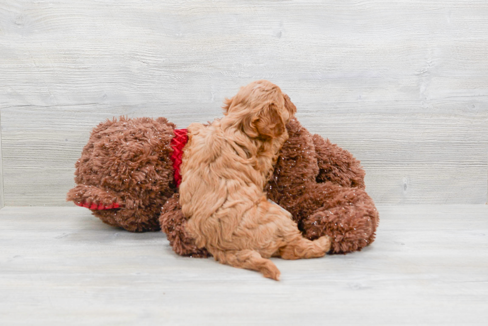 Petite Cavapoo Poodle Mix Pup