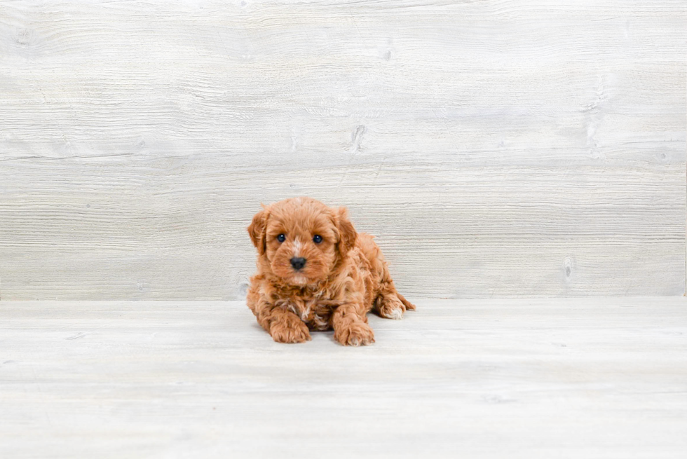 Cavapoo Pup Being Cute