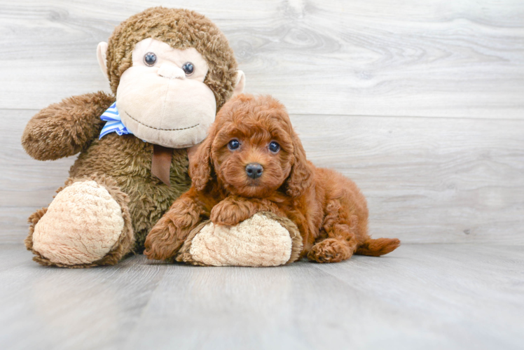 Best Cavapoo Baby