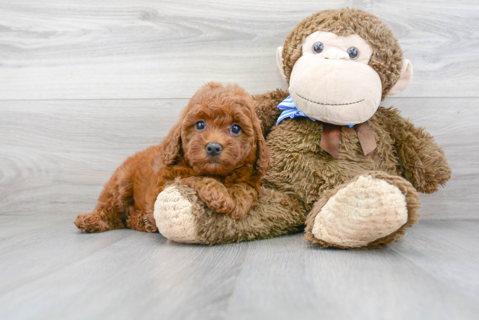 Cavapoo Pup Being Cute