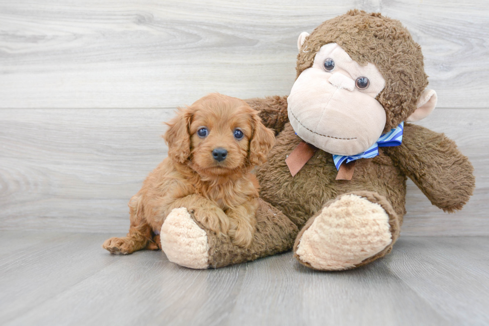 Energetic Cavoodle Poodle Mix Puppy