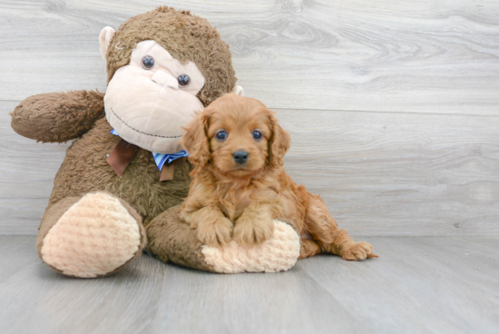 Petite Cavapoo Poodle Mix Pup