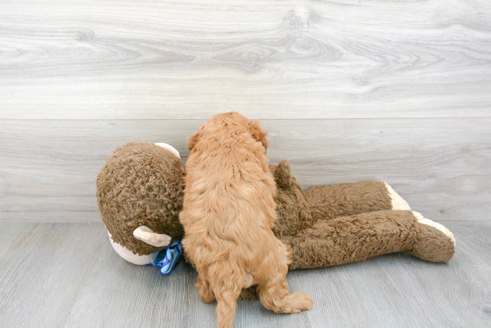 Best Cavapoo Baby