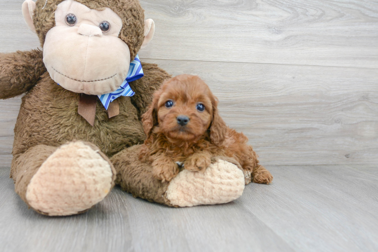 Fluffy Cavapoo Poodle Mix Pup