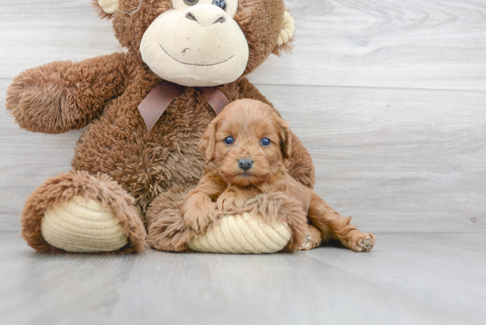 Cavapoo Puppy for Adoption