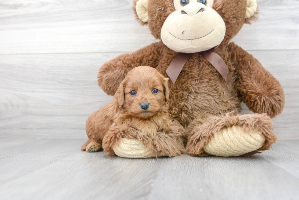 Fluffy Cavapoo Poodle Mix Pup