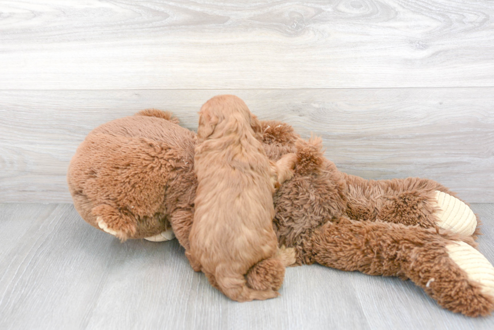 Fluffy Cavapoo Poodle Mix Pup