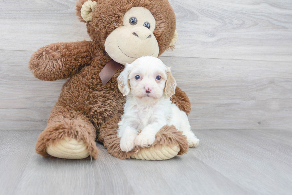 Funny Cavapoo Poodle Mix Pup