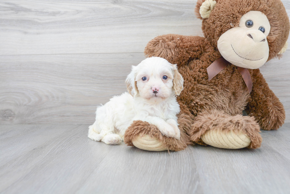 Cavapoo Pup Being Cute