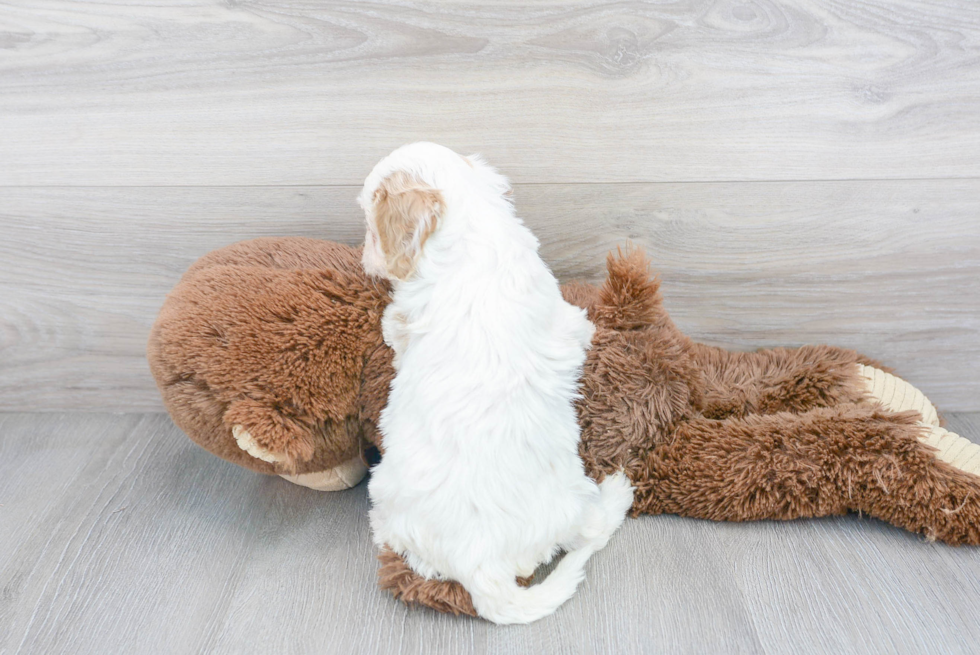 Small Cavapoo Baby