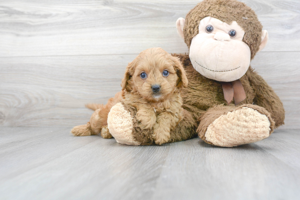 Cavapoo Puppy for Adoption