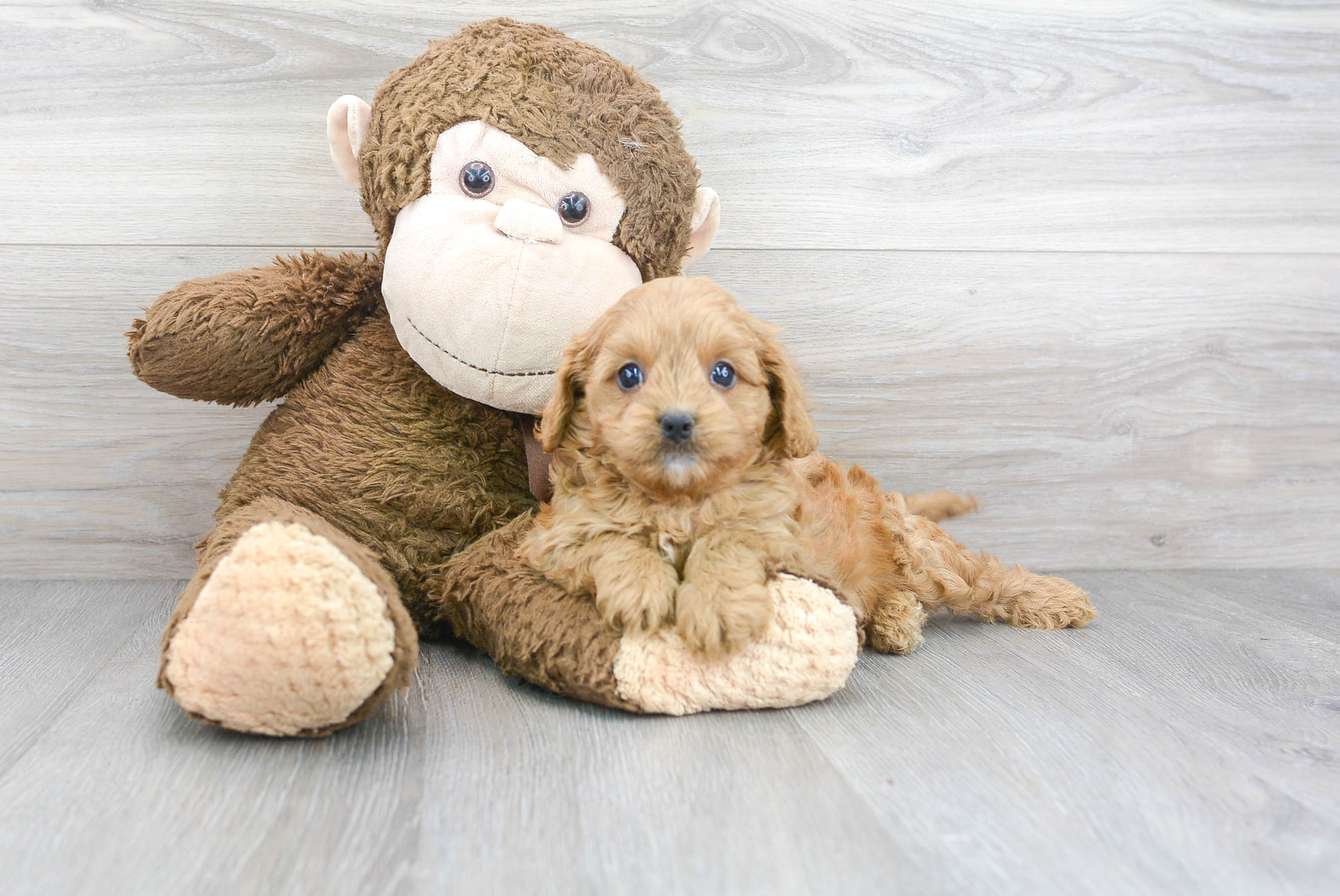 Best Cavapoo Baby