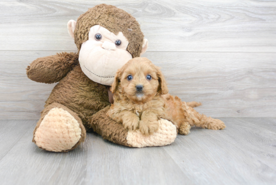 Best Cavapoo Baby