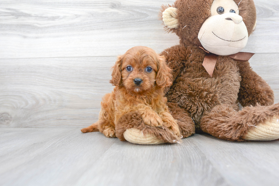 Cavapoo Puppy for Adoption