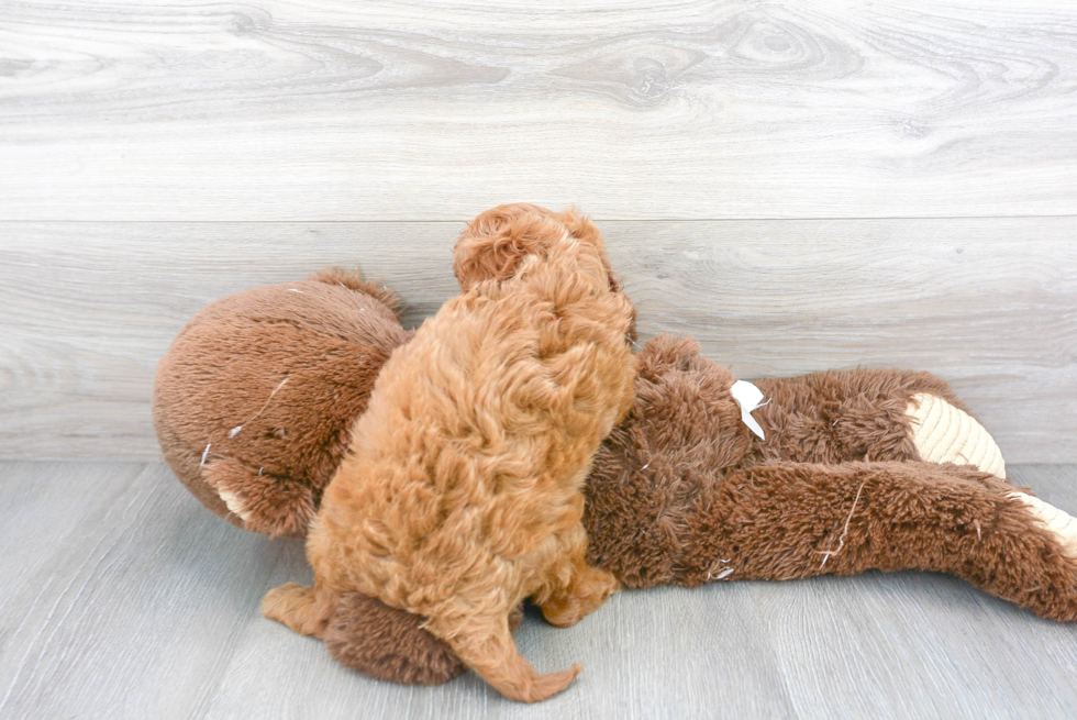 Cavapoo Pup Being Cute