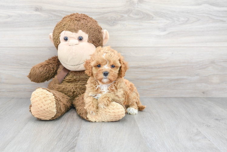 Popular Cavapoo Poodle Mix Pup