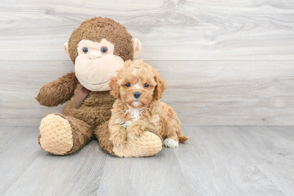 Popular Cavapoo Poodle Mix Pup