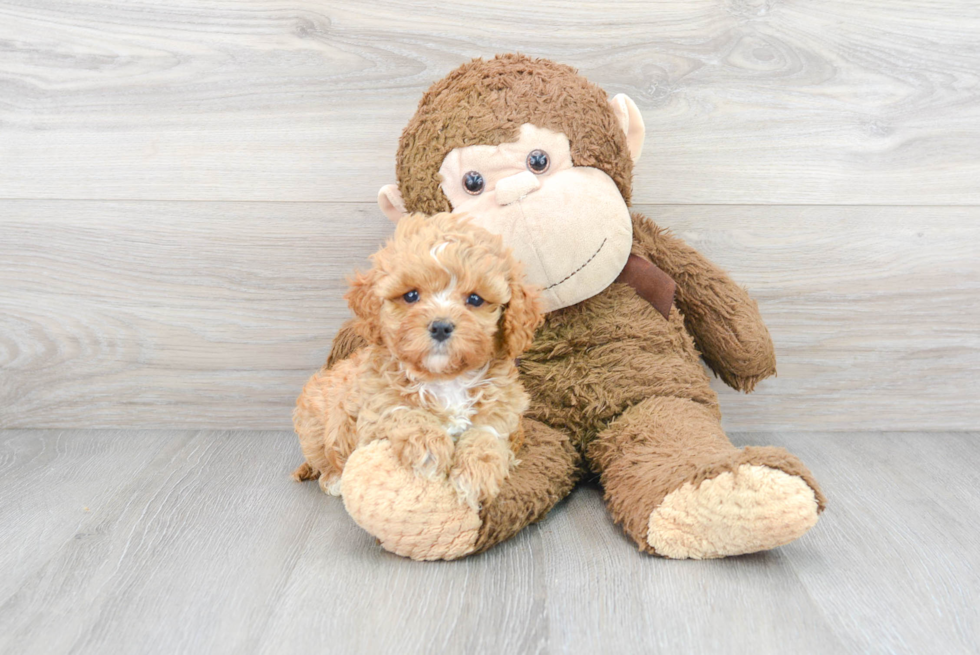 Energetic Cavoodle Poodle Mix Puppy