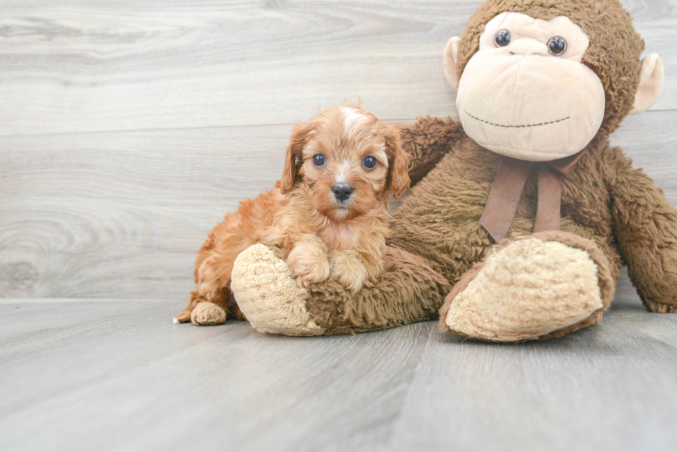 Cavapoo Pup Being Cute