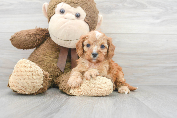 Funny Cavapoo Poodle Mix Pup