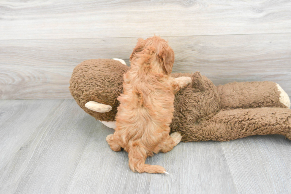 Cavapoo Puppy for Adoption