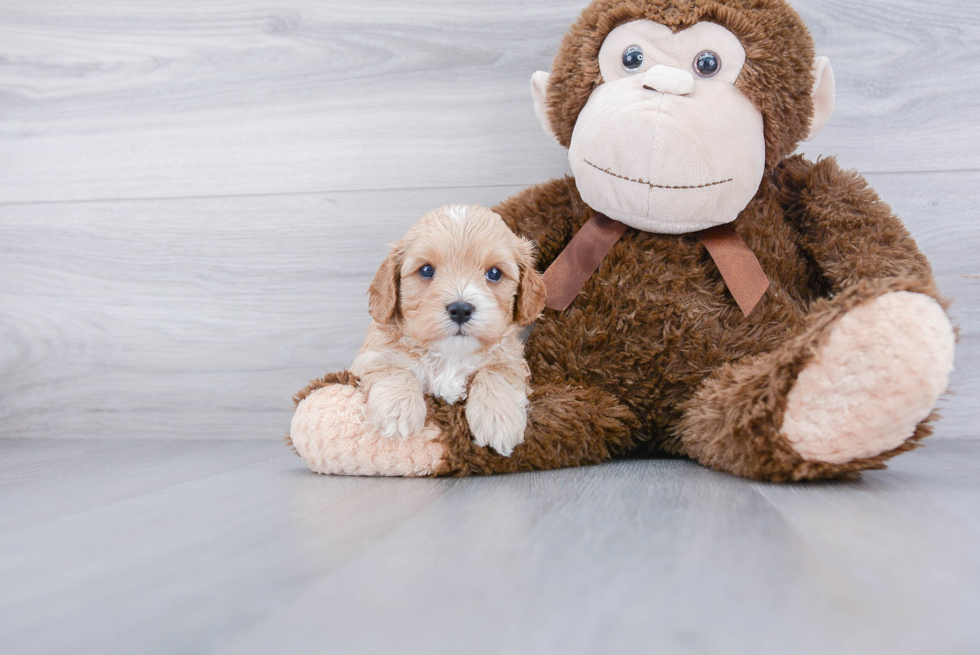 Cavapoo Puppy for Adoption