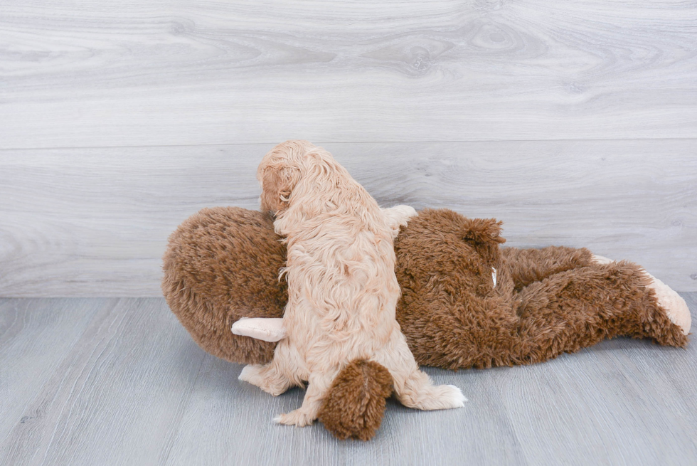 Playful Cavoodle Poodle Mix Puppy