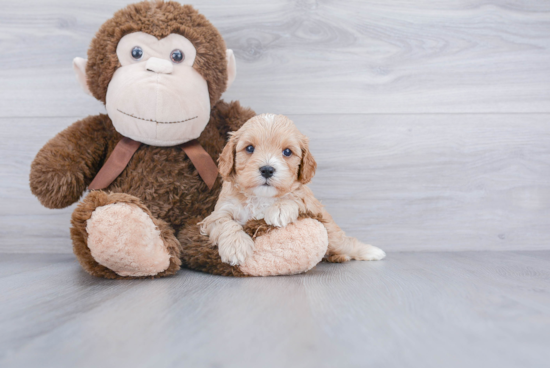 Hypoallergenic Cavoodle Poodle Mix Puppy