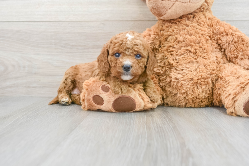 Meet Dodie - our Cavapoo Puppy Photo 1/4 - Premier Pups