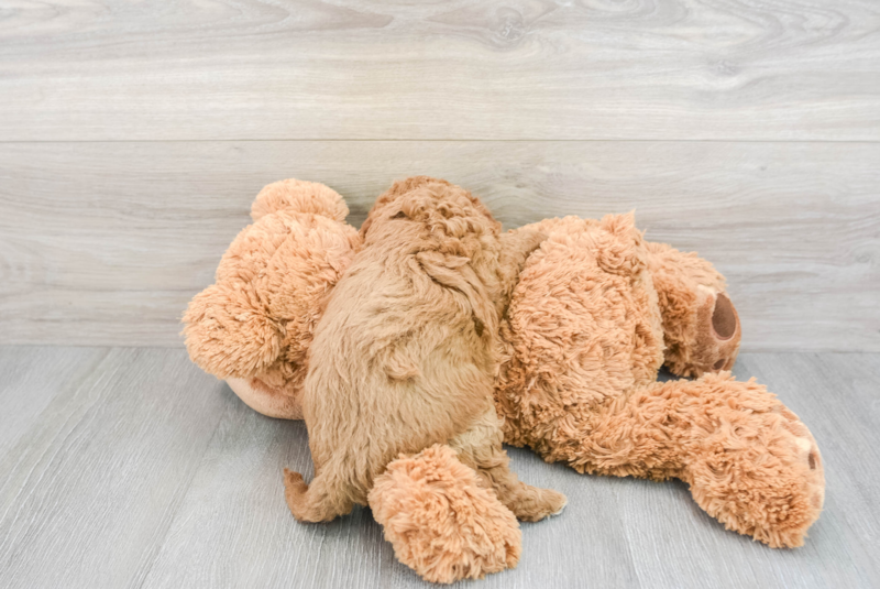 Meet Dodie - our Cavapoo Puppy Photo 2/4 - Premier Pups