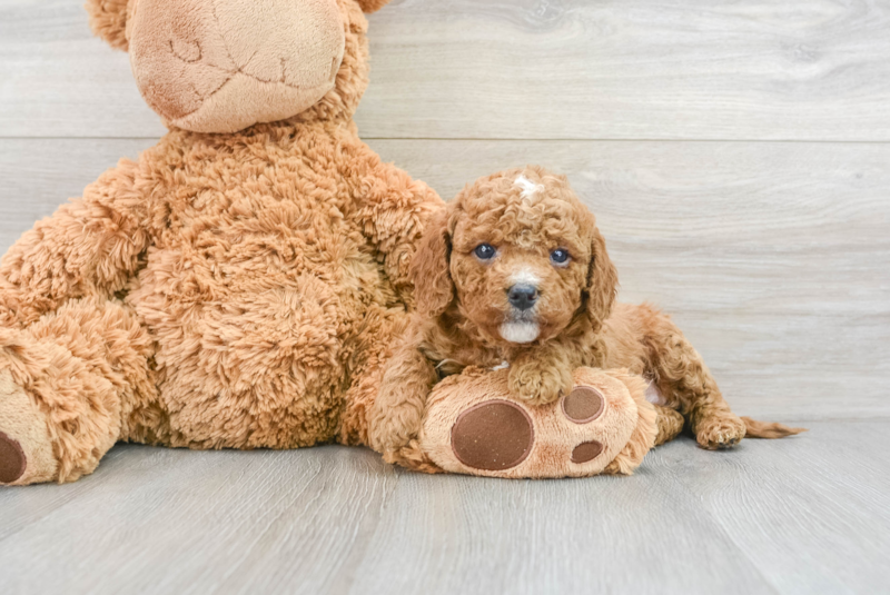Meet Dodie - our Cavapoo Puppy Photo 3/4 - Premier Pups