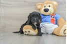 Cavapoo Puppy for Adoption