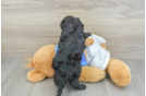 Cavapoo Puppy for Adoption