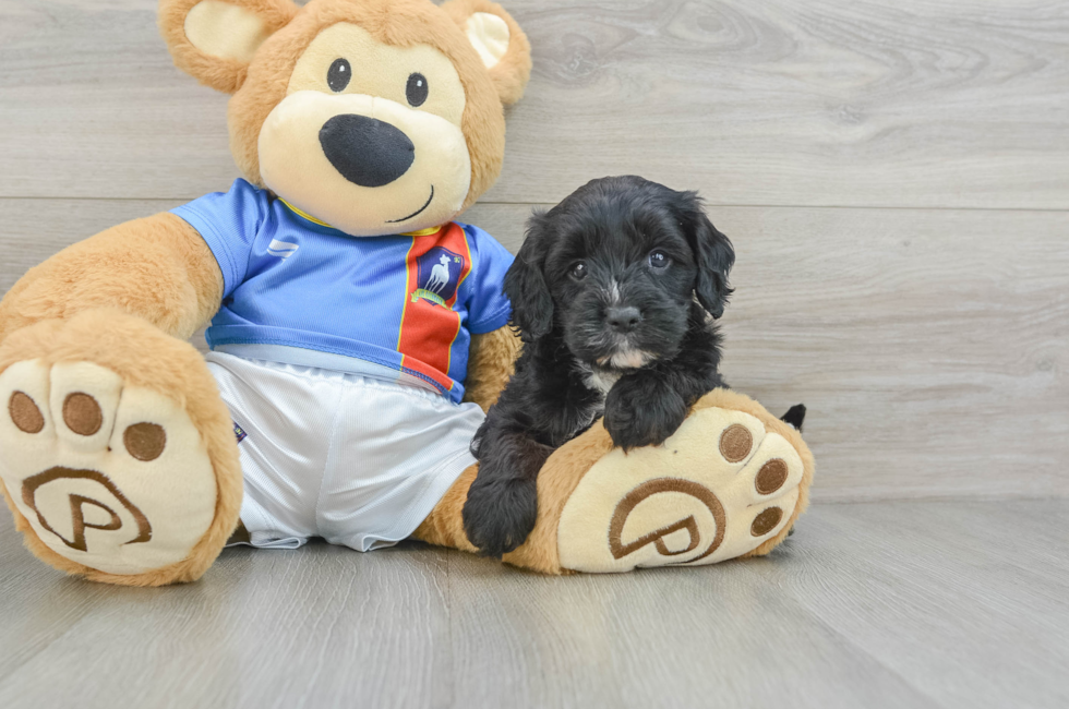 5 week old Cavapoo Puppy For Sale - Premier Pups