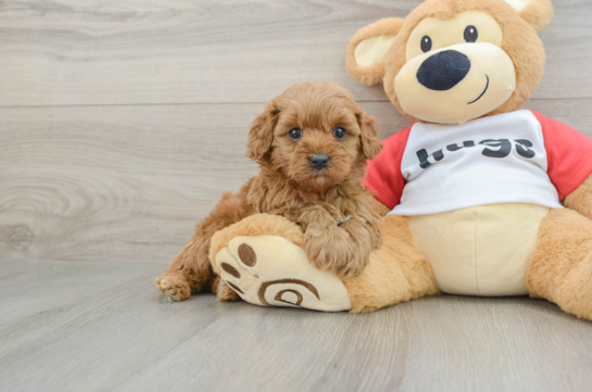 Playful Cavapoodle Poodle Mix Puppy