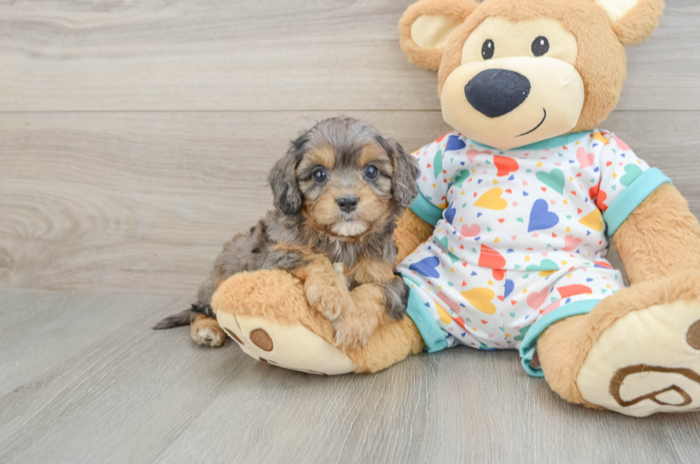 5 week old Cavapoo Puppy For Sale - Premier Pups