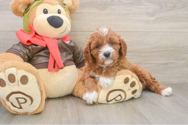 Best Cavapoo Baby